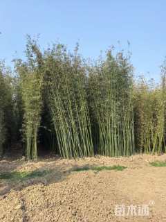 地栽苗金镶玉竹
