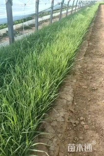 高度15厘米柳枝稷