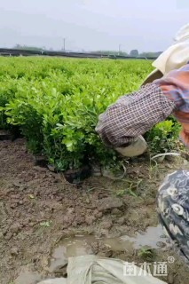 高度50厘米瓜子黄杨