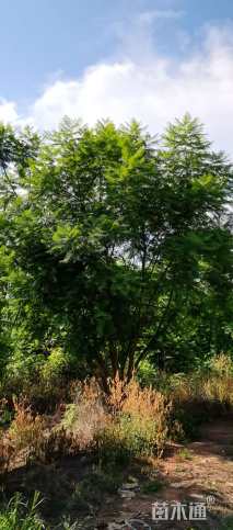 100公分(12杆)丛生蓝花楹