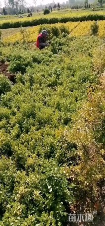 高度40厘米洒金珊瑚