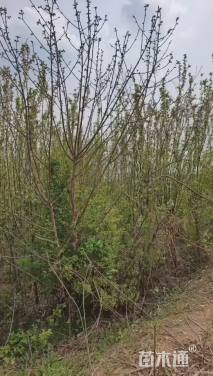 5公分西府海棠