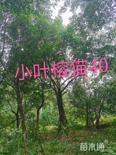 38公分小叶榕