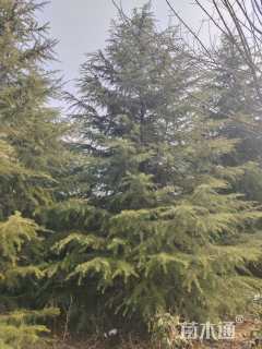 高度600厘米雪松