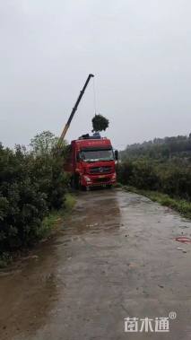 12公分杨梅