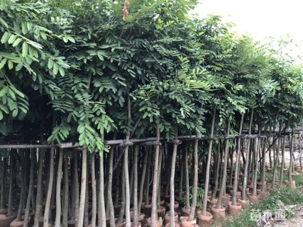 5公分桃花心木