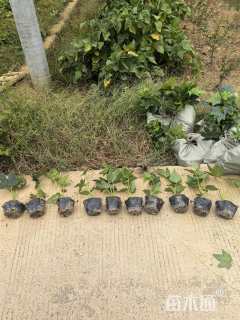 高度20厘米八角金盘