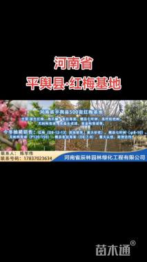 6公分辛夷