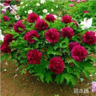 高度100厘米牡丹