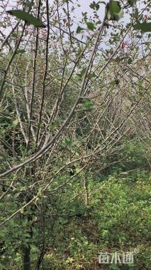 10公分高杆红叶石楠