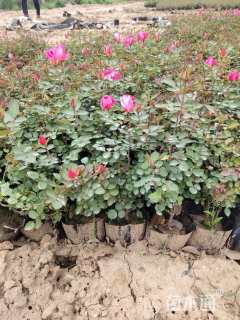 高度30厘米仙境月季