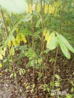 高度50厘米紫穗槐