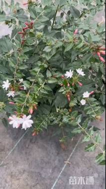 高度30厘米茉莉花