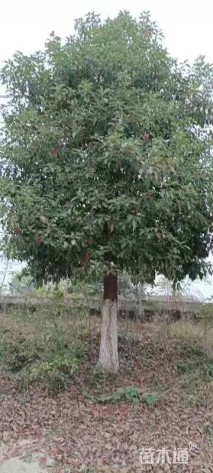 20公分香樟