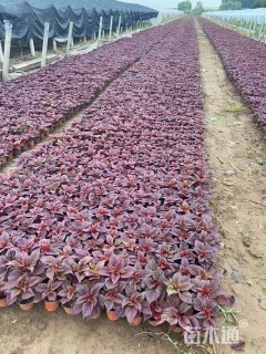 高度20厘米鸡冠花