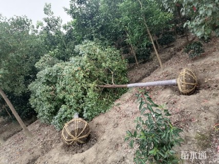 10公分香樟