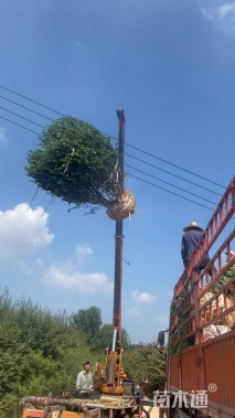 冠幅300厘米卫矛球