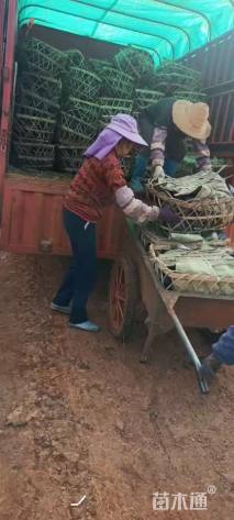 高度20厘米八角金盘