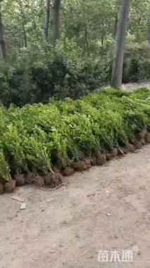 冠幅20厘米瓜子黄杨球