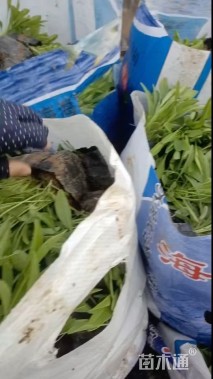 高度40厘米金鸡菊
