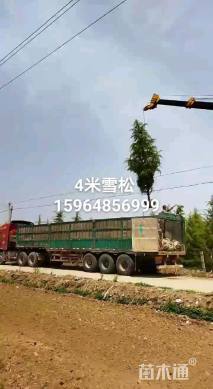 高度400厘米雪松