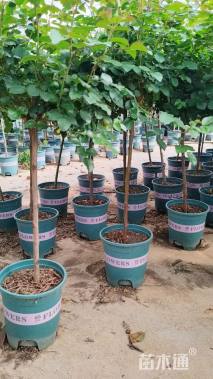 1.5公分小青杆树状月季