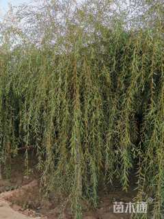 11公分金丝垂柳