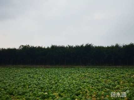 10公分南方红豆杉