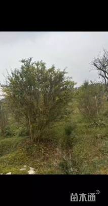 高度250厘米丛生花石榴