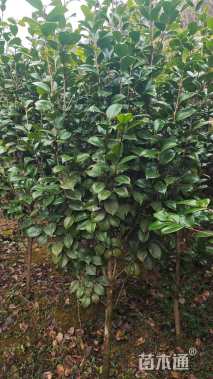 高度150厘米四季茶花