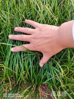 高度15厘米兰花