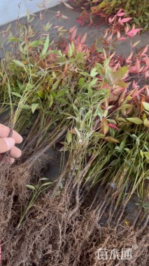 高度20厘米南天竹