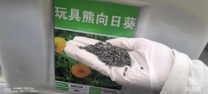 玩具熊向日葵种子向日葵种子