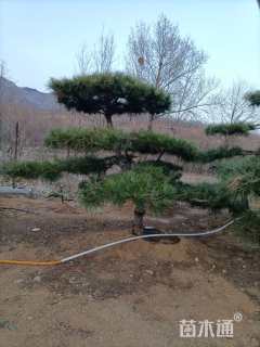 高度200厘米黑松