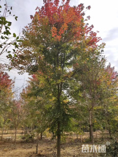 15公分美国红枫