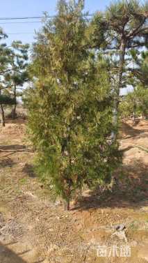 高度180厘米侧柏