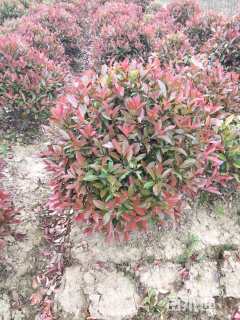 冠幅100厘米红叶石楠球