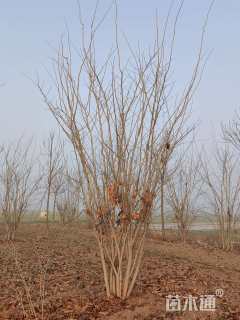 高度500厘米丛生紫荆