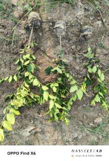 高度35厘米金森女贞