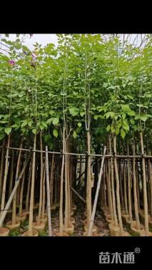9公分黄花风铃木