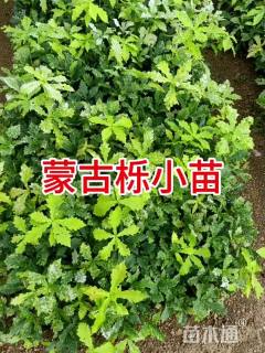 1公分蒙古栎