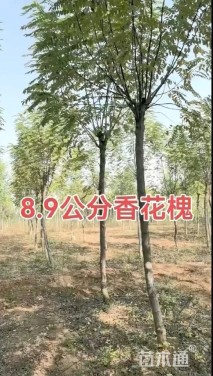 8公分红花槐