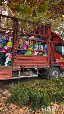 高度40厘米花叶芦竹