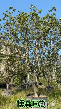 冠幅150厘米黄金榕球