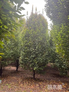 8公分欧洲鹅耳枥