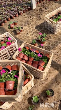 高度15厘米牵牛花