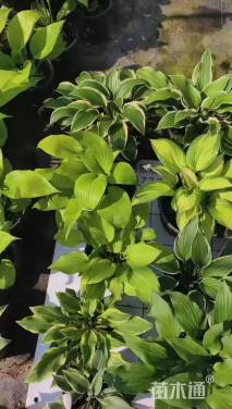 高度15厘米玉簪