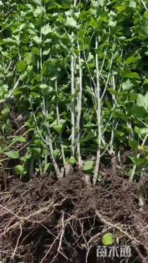 高度100厘米木槿