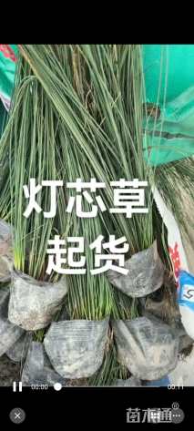 高度60厘米灯心草