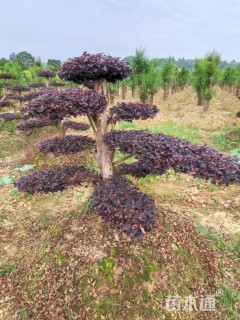 15公分造型红花继木桩